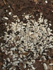 75 Glacier Isopods LAG