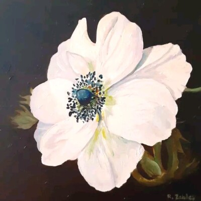 Original Floral Oil Painting, Hand Painted White Anemone Artist Signed 12'' x 12