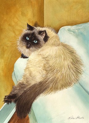 ''AZOI'' FRAMED A/P SEALPOINT HIMALAYAN CAT ART PRINT DREW STROUBLE CATMANDREW
