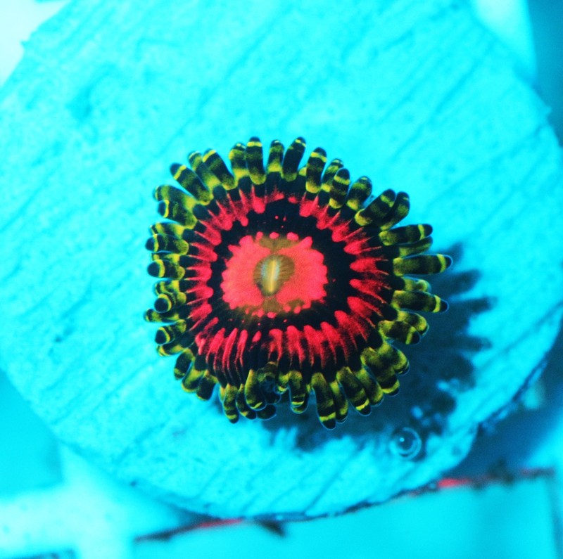 Rainbow Incinerator Paly Frag Zoanthids Zoa Paly SPS LPS Corals, WYSIWYG