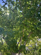 30 Large Mulberry Leaves For Silkworms / Shrimps