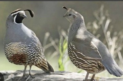 Californian Quail Fertile Hatching Eggs, 12+1 Eggs, Quail Laying Now