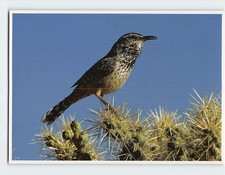 Postcard Cactus Wren (Campylorhynchus brunneicapillus)