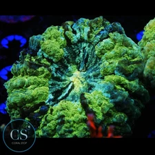 CS XL URBAN CAMO ACANTHOPHYLIA - WYSIWYG LIVE CORAL