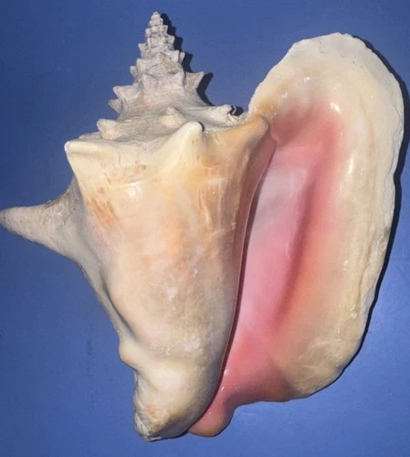 Extra Large Queen Conch Shell Pink Caribbean Beach 10” X  8.5” 3.13 Lbs HEAVY