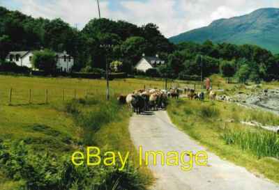 Photo 6x4 Traffic jam in Croggan ! The local herd slowly wanders down the c2006