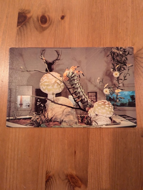 Charlotte Nature Museum Insect World Charlotte NC North Carolina Postcard