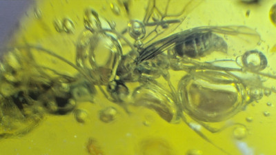 Exquisite Dominican Amber Collection with Rare Fossil Inclusions