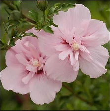 50+ Fresh Pink Chiffon Rose of Sharon Seeds (Hibiscus syriacus)