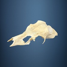 584KU Crane de cerf, bois de cerf, massacre, trophée, Diametre 42mm 