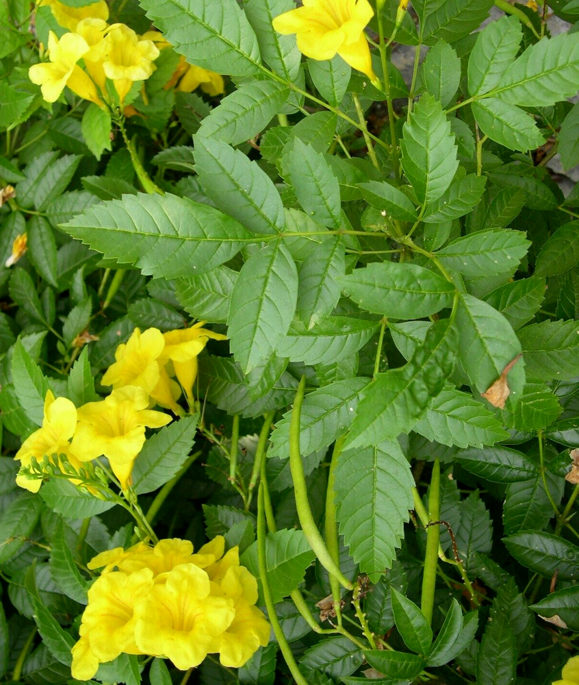 Tronadora Retama Diabetina tea Esperanza Tacoma Stans Trumpet Yellow Elder bells