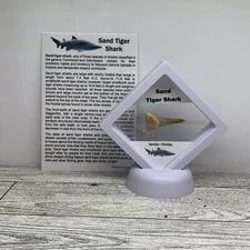 Sand Tiger Shark Tooth Fossil in Display Case