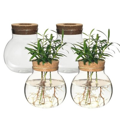Plant Propagation Station,Hydroponic Terrarium Vase,Desktop Glass Planter Sta...