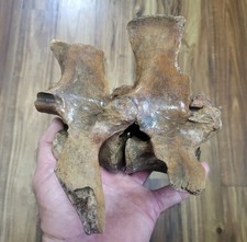 Historic fused bison Lumbar vertebrae Holocene era