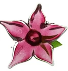 Magenta Murano Flower (Neliumbo Nucifera)   Signed By Garcia Art Glass Studio