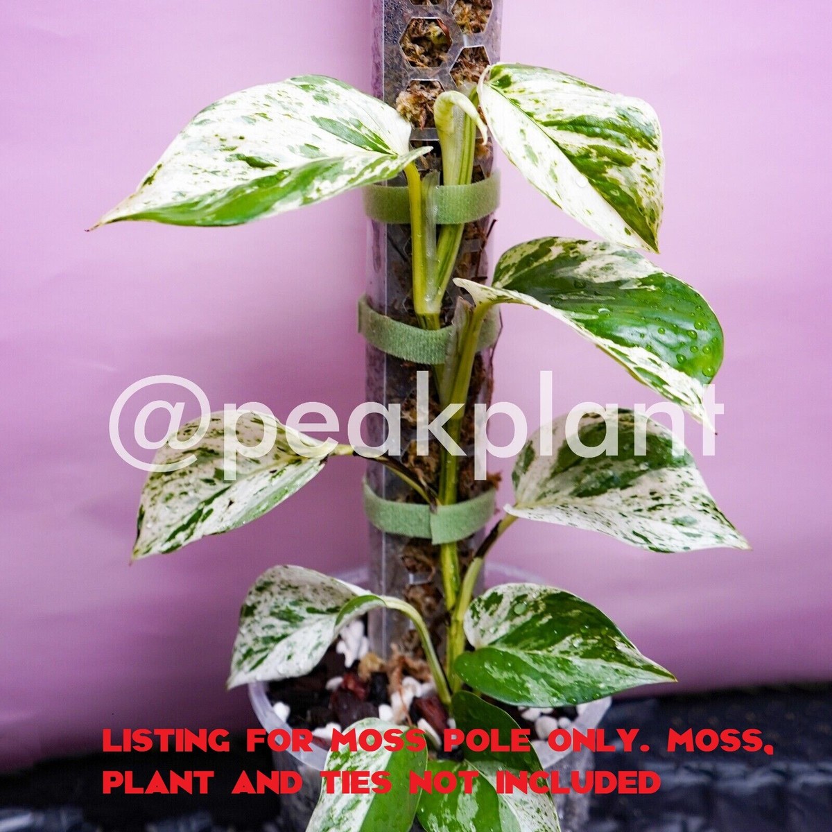 Small Moss Pole Peak Plant ( Aroid monstera anthurium philodendron albo  rare )