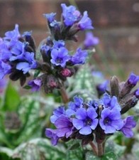 PULMONARIA 'Trevi Fountain' - Hardy Perennial Plant - ex 9cm (P9) Pot