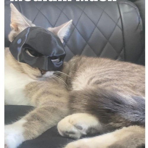 Batman Mask for Cats 3D Printed Cat Bat Cosplay Avenger Mask Halloween - 第 4/10 張圖片