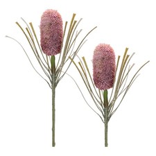 Protea Floral Stem Set of 2 