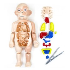 1Set PVC Organ 3D Puzzle Human Body Anatomy Model Assembled Toys DIY Toy r