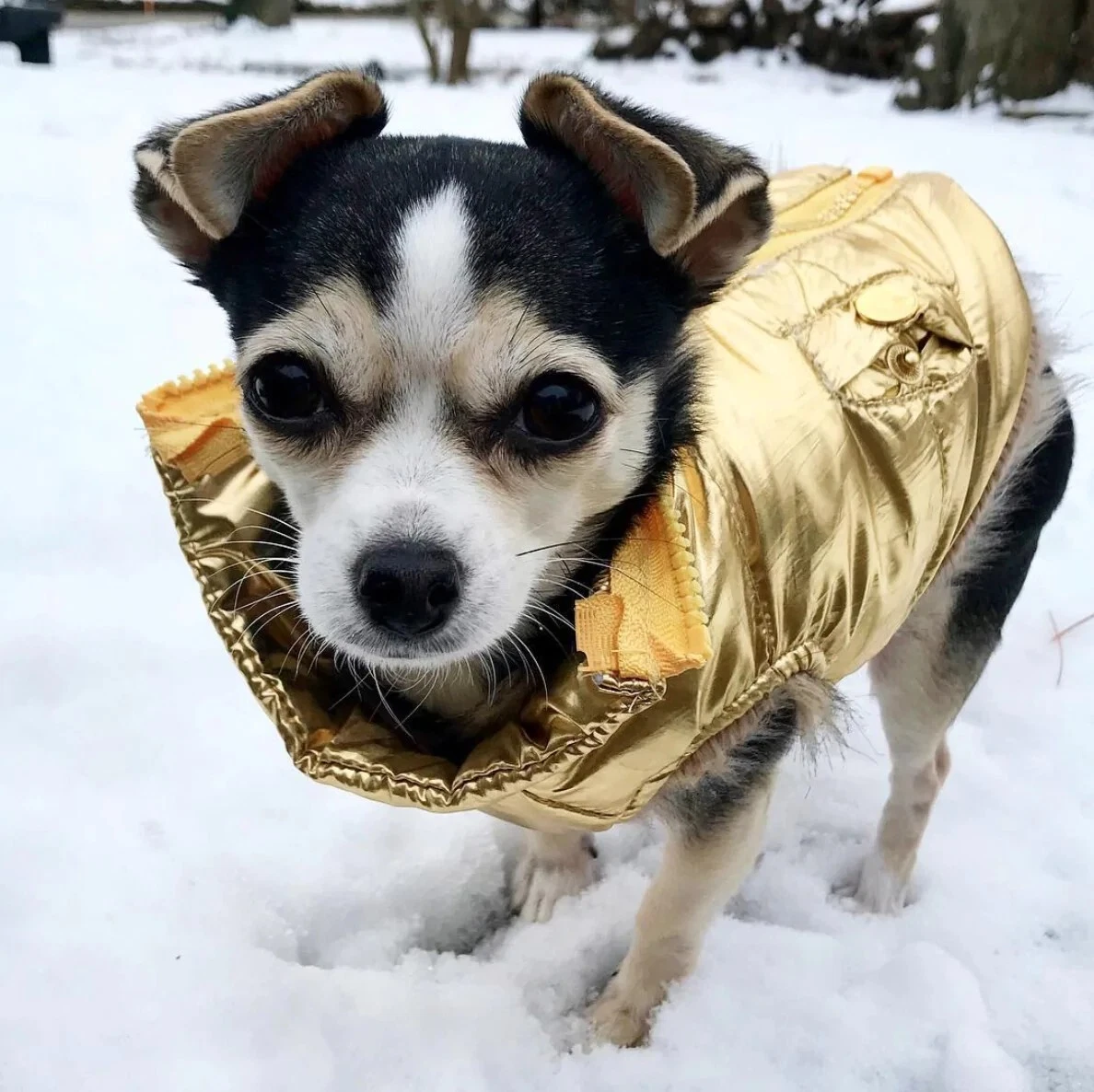Fab dog best sale clothes