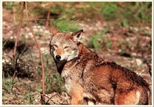 RED WOLF Zoo New Orleans, LA Continental Postcard CA18