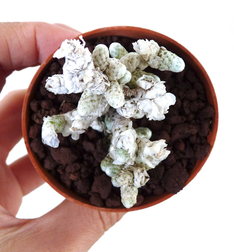 rare Anacampseros albissima SUPER white cluster !!! no variegated agave 9830 - Image 3 of 4