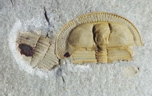 British Ordovician TRINUCLEID TRILOBITE Lloydolithus lloydi Shropshire FOSSIL - Picture 4 of 10