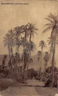 Lahaina Maui Hawaii Cocoanut Trees Vintage Postcard AA117361