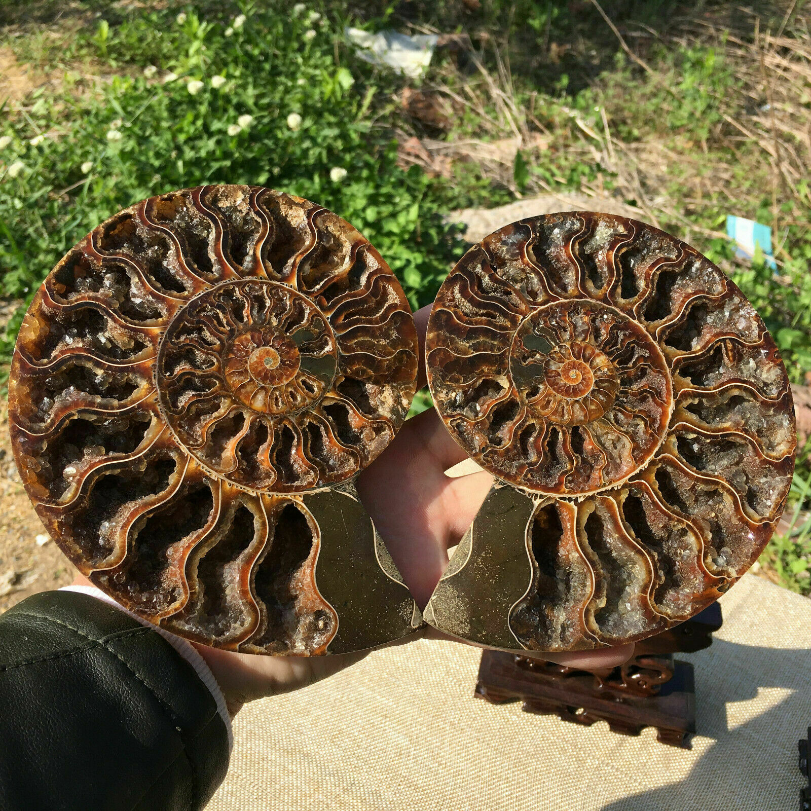 Natural Ammonite Fossil Conch ,specimen Of Madagascar Healing Decor