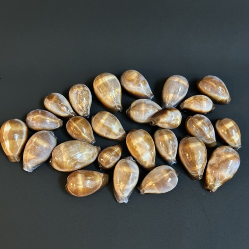 20 Cypraea Erronea onyx f. draco Onyx Cowrie East China Sea seashell lots RatedC