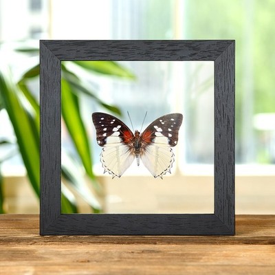 Hadrians weiße Charaxes Schmetterling im Klarglaskastenrahmen (Charaxes hadrianus)