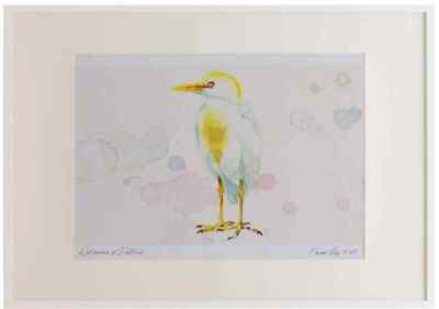 A2 Rinderreiher Zuchtgefieder Aquarell limitierte Auflage Bild gerahmt