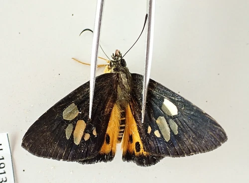 H1913. Unmounted butterflies: Hesperiidae sp. South Vietnam.