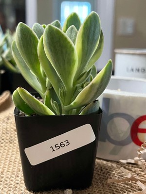 Crassula swaziensis 'Money Maker' - Variegata (Rooted) 2'' Pot - AS-IS ITEM! 1563
