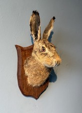 TAXIDERMY HARE MASK HEAD MOUNTED ON SHIELD Wall Mount Skull Gothic Art Curio