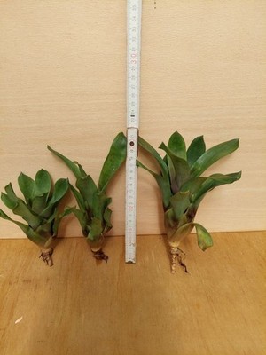 Vriesea rubyae , wurzelnackt, jeweils eine Pflanze !