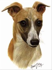 Whippet Tan and White Dog Robert May Art Greeting Card Set of 6