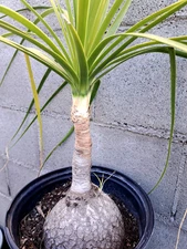 Beaucarnea Recurvata Ponytail Palm Tree Plant 29x30 Caudiciform XXL #6