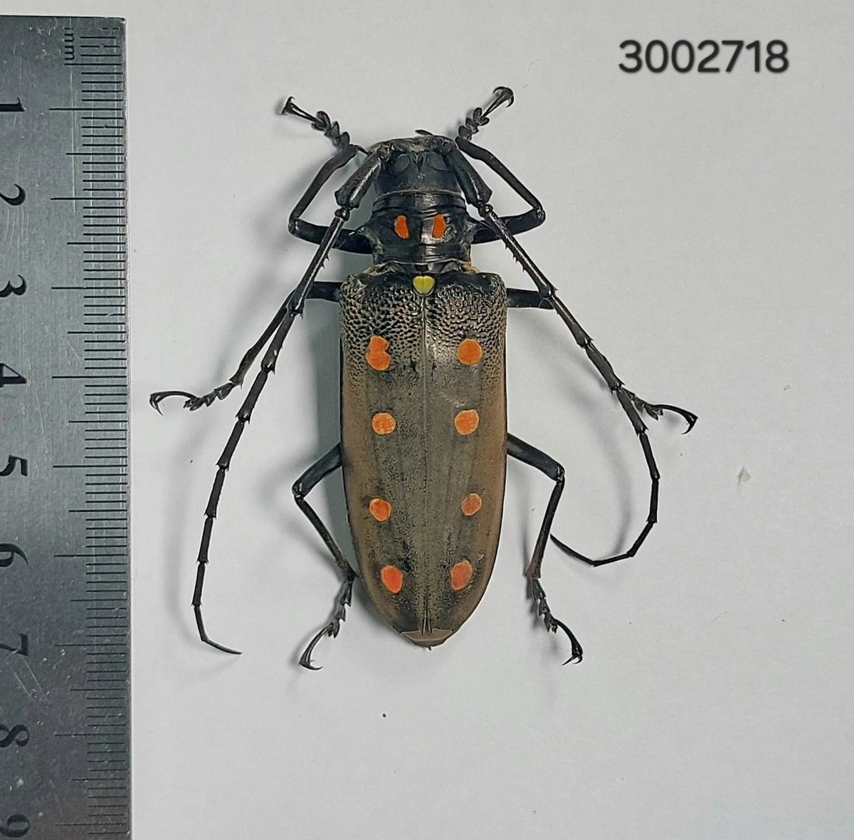 Batocera for sale | eBay