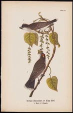 1890 Birds Of Pennsylvania Antique Chromolithograph Print Tyrant Flycatcher