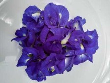 Dried Butterfly Pea Blue Flower 100 Natural  Organic Herbal Drink