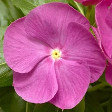 Vinca Seeds Cora XDR Orchid 25 Seeds New Variety 2020