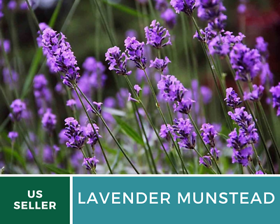 Munstead Lavender Seeds, Heirloom Fragrant Repellent Herb, USA Grown | eBay