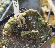 Rare Cacti SucculentLive Geohintonia mexicana Cristata WYSIWYG Self Rooted Sale