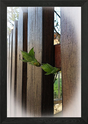 outside the fence Framed Wall Art Poster Canvas Print Picture