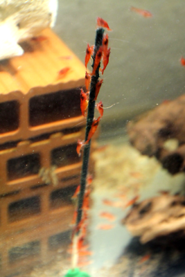 Foto Gratis: Cibo, Gamberetti, Frutti Di Mare, Crostacei, Carne