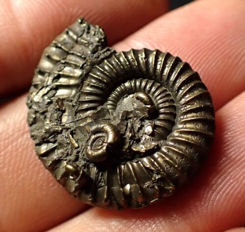 Crucilobiceras Pyrit Ammonit Fossil (26mm) Juraküste Charmouth Mineralien - Bild 4 von 6