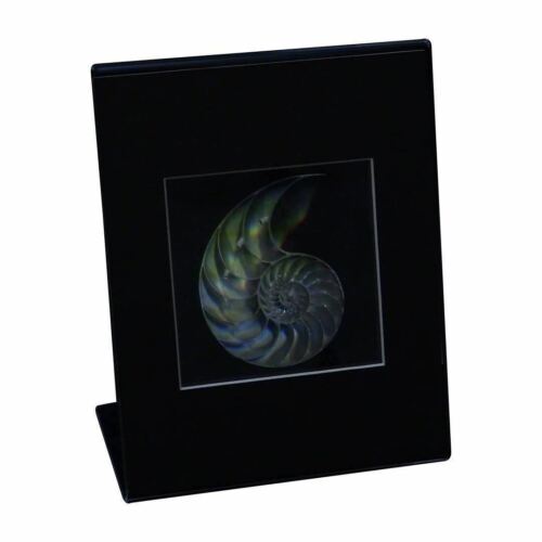 3D Nautilus Shell (Achromate) Hologram Picture DESK STAND, Collectible EMBOSSED - Picture 2 of 7