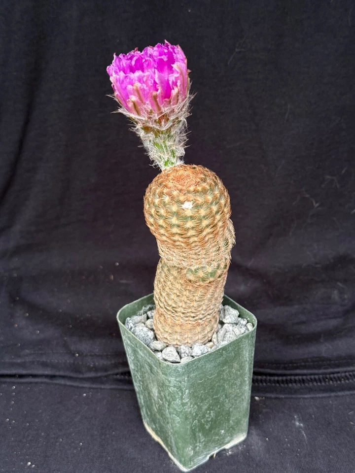 Echinocereus reichenbachii v. minor, cactus plant - Image 2 of 4